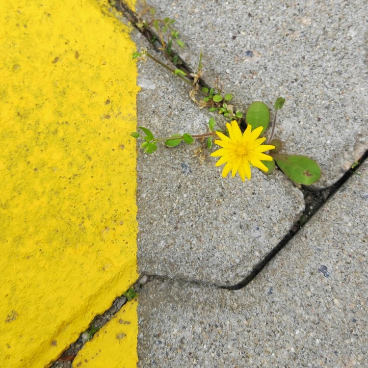 Concrete in Walnut Creek, CA